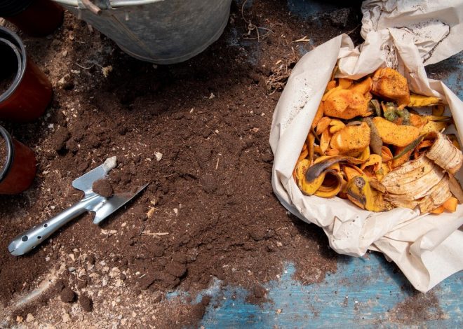 Growing Food Scraps: Regrowing Vegetables from Kitchen Waste